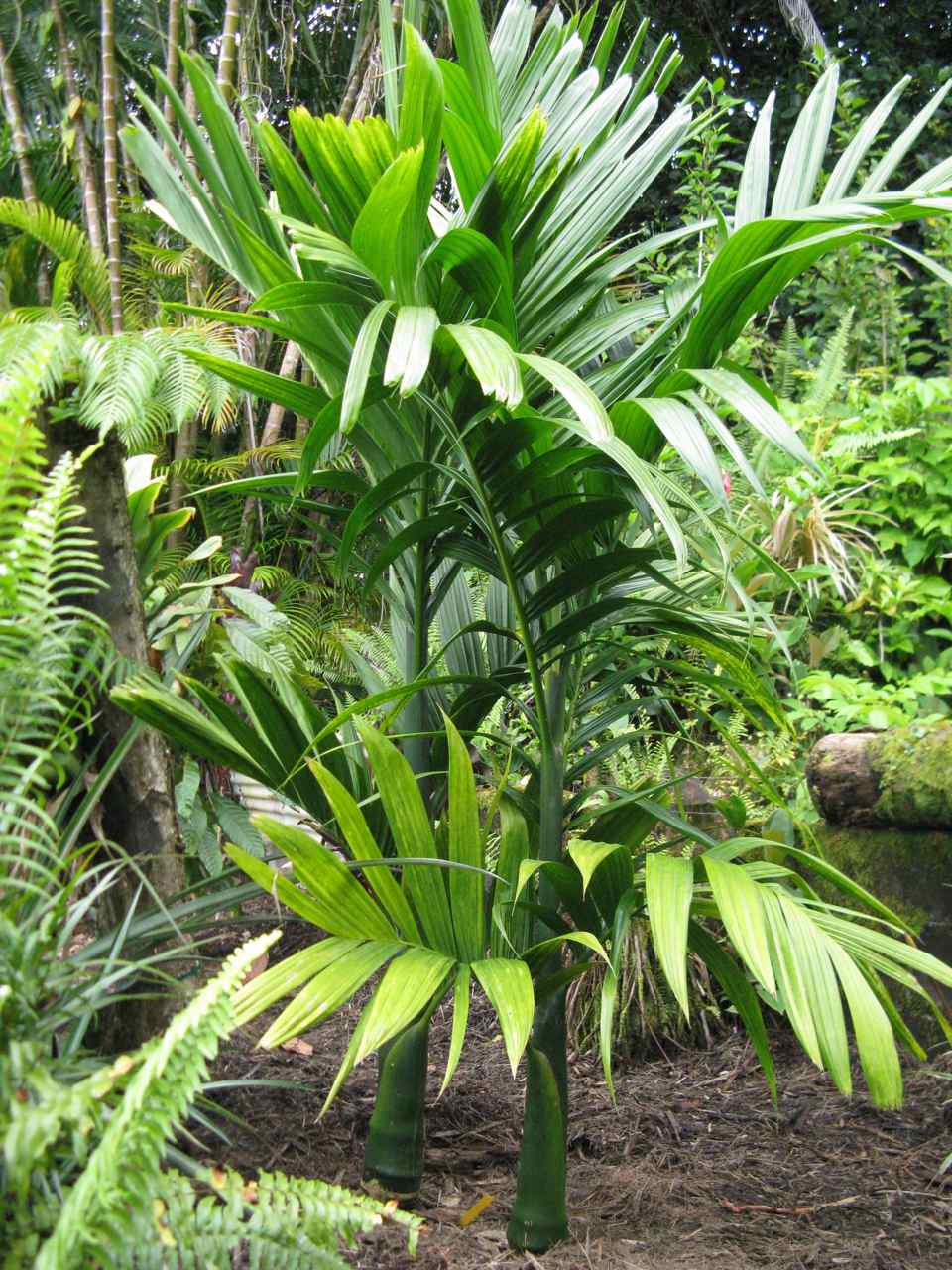 Eureka Areca DISCUSSING PALM TREES WORLDWIDE PalmTalk